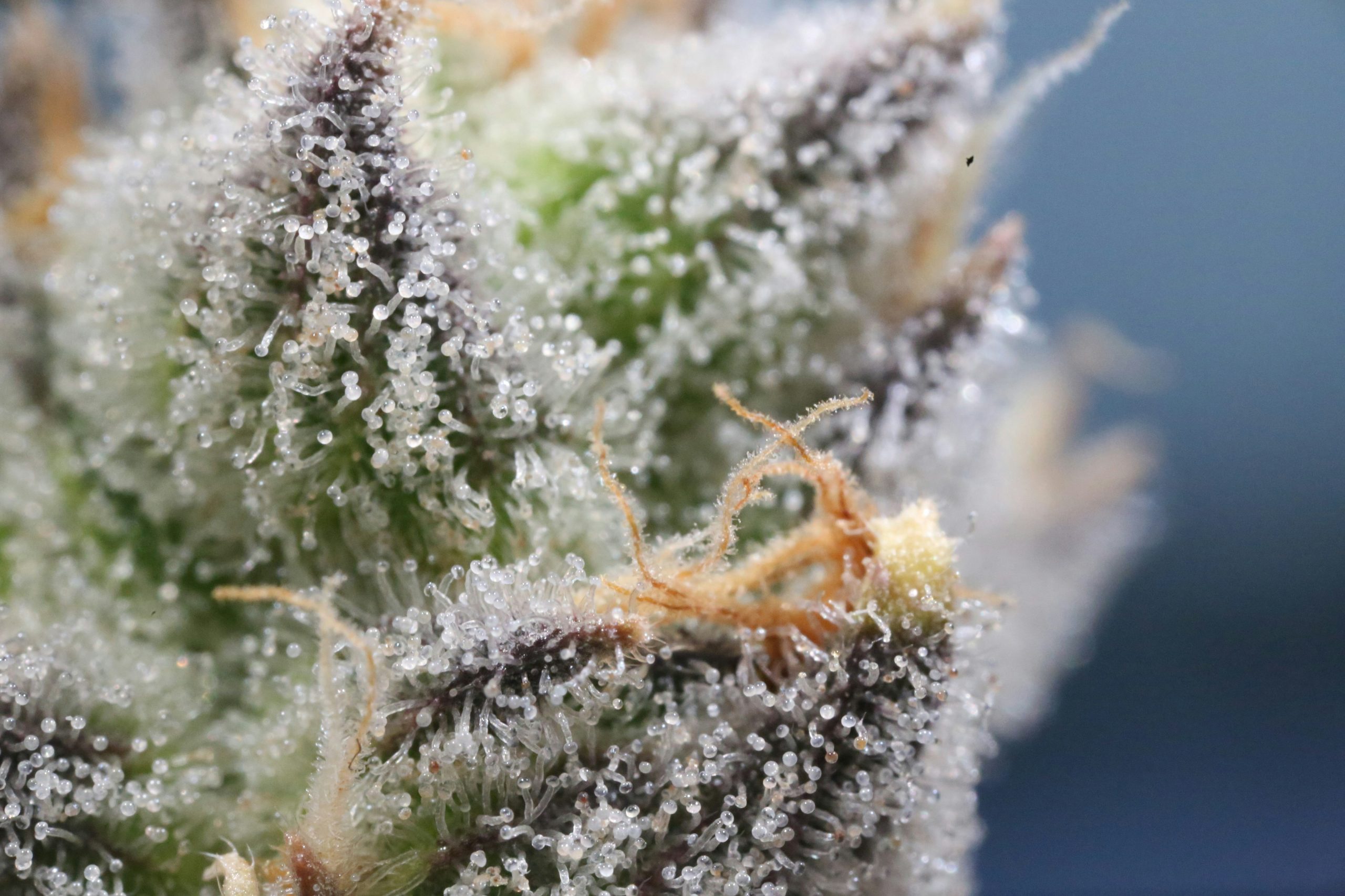 Why Terpenes Matter in Cannabis